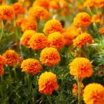 Fleurs - Œillet d'Inde Globe Orange - face recto